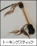 トーキングスティック